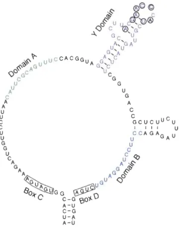 Figure 1.3  : Structure secondaire de U14.  La structure démontre  les  domaines d'interaction  de  U14