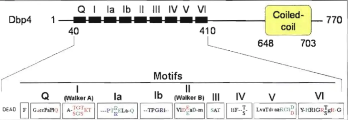 Figure  1.5  :  Présentation  schématique  de  Dbp4  et  des  motifs  conservés  des  protéines  DEAD-box