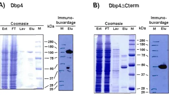 Figure 3.1  : Purification  de Dbp4 et Dbp4ACterm  par chromatographie d'affinité.  Pour  chaque  section  (A  et  B)  on  retrouve  à gauche  un  SDS-PAGE  10  % coloré  au  Coomasie  et  à  droite  un  immunobuvardage  pour  6His