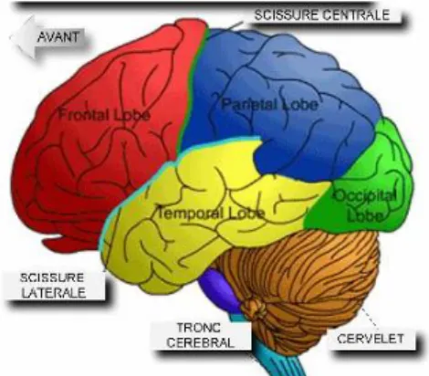 Figure 1 : les différents lobes du cerveau humain 