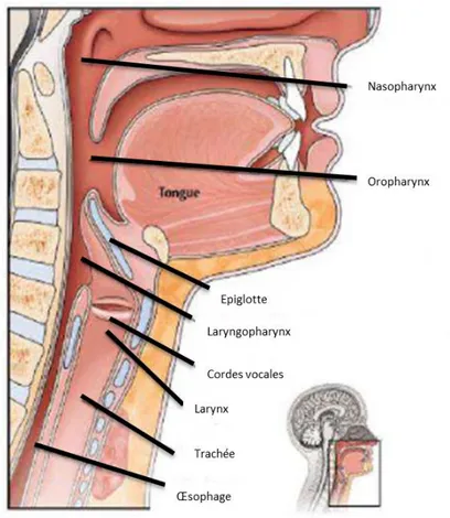 Figure 5 : Anatomie du Larynx [20] 