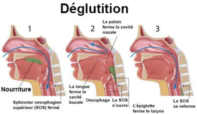 Figure 6 : Mécanisme de déglutition [21] 