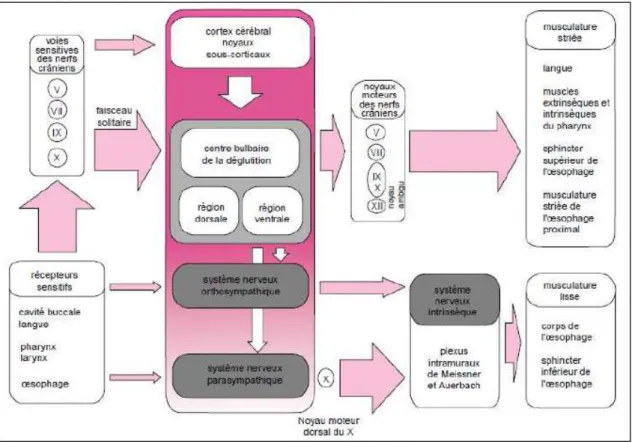 Figure 9 : Contrôle neurologique de la déglutition [24] 
