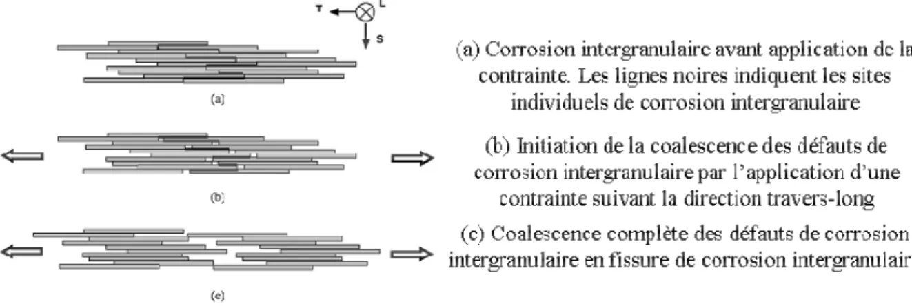 Figure I-16 : Schéma présentant la transition de la corrosion intergranulaire à la corrosion  intergranulaire sous contrainte