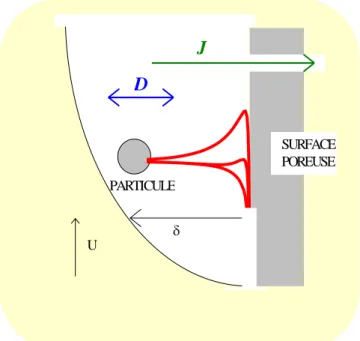 Figure 2-6 :Les forces d’interactions dans l’équilibre classique entre flux de  perméation, J et diffusion, D dans une couche limite massique d’épaisseur, δ 
