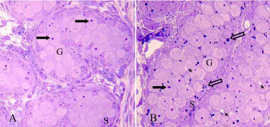 Fig. 1. Testes of 20-day-old fetuses fixed in glutaraldehyde. (A) Control testis and (B) treated testis (20 mg/kg TBT, days 0–19 of gestation)