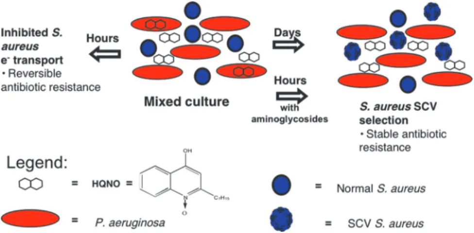 Fig. 5. Model for interspecies interactions between P. aeruginosa and S. aureus. After short-term exposure (hours), S