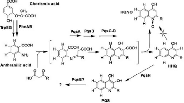 Fig. 5. Proposed HAQ biosynthetic pathway in P. aeruginosa. The sequence of synthesis was determined by supplementing cultures of PA14 and various pqs 兾 mvfR mutants with deuterium-labeled intermediates