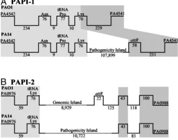 Fig. 1. Correspondence of the PA14 PAPI-1 (A) and PAPI-2 (B) elements with the PAO1 genome