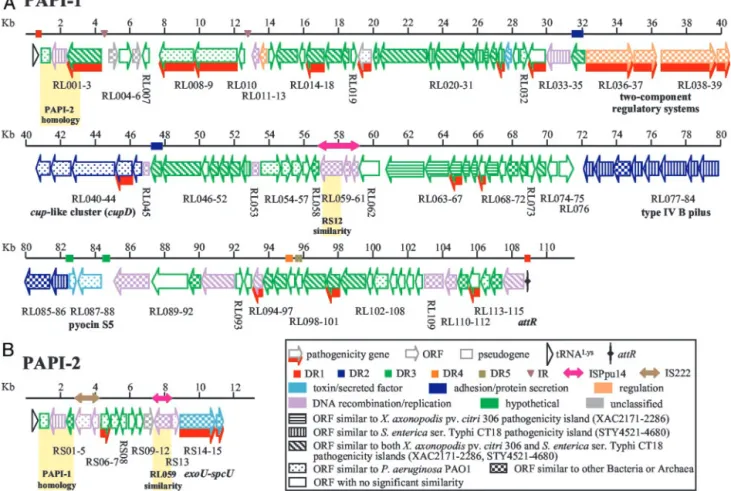 Fig. 2. The organization of PAPI-1 (A) and PAPI-2 (B). The boxes with arrows represent individual ORFs and their corresponding transcriptional orientations.