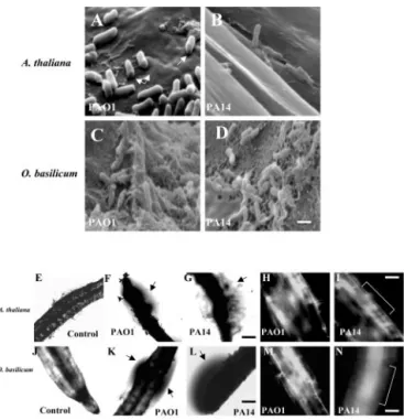 Figure 3. SEM images of Arabidopsis roots infected with strains PAO1 (A) and PA14 (B) attaching perpendicularly to the root cell wall and forming a biofilm layer (arrows in A depict a perforation made by the bacterial strains)