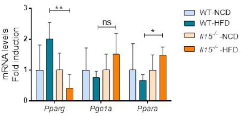 Figure 3.2: IL-15 deficiency reduces Pparg and increases Ppara induction after HFD. 