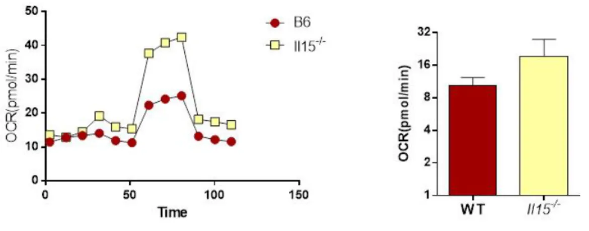 Figure 3.4.B: IL-15 deficiency increases mitochondrial respiration. 