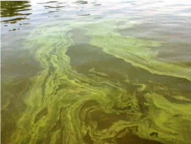 Figure 1 : Fleurs d’eau d’algues à la surface du lac Champlain.