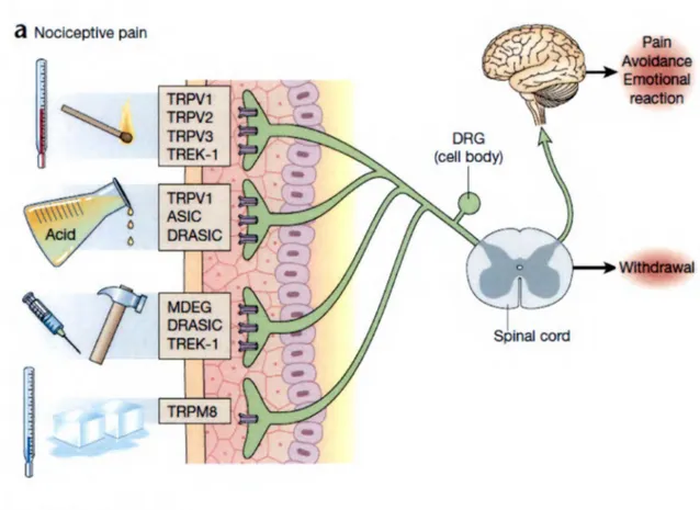 FIGURE  1: DO ULEU R NOCICEPTIVE 