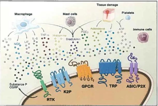 FIGURE 3 MÉDIATEURS  PÉRIPHÉRIQUES DE  L'INFLAMMATION  TIRÉE  DE JULIUS  ET  BASBAUM, 2009 