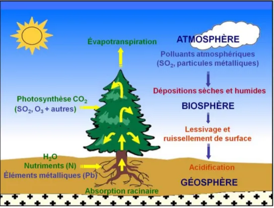 Figure 1 : Principales voies d’assimilation par les arbres des polluants atmos- atmos-phériques contenus dans l’air, l’eau et le sol (modifiée de Savard et al., 2005).