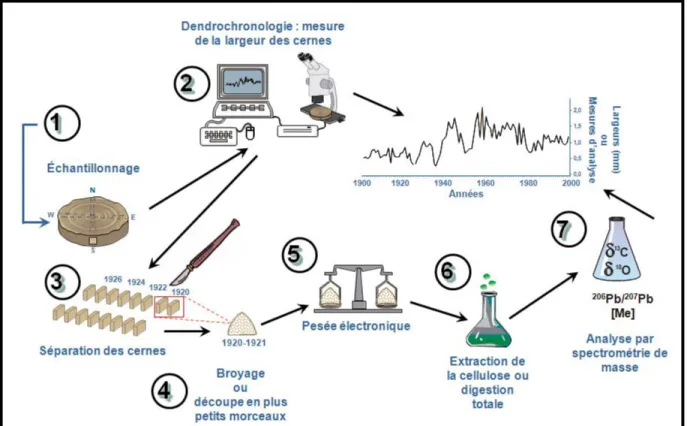 Figure 5 : Étapes requises pour extraire les données de pollution contenues dans les cernes de  croissance des arbres (modifiée de Savard et al., 2005)