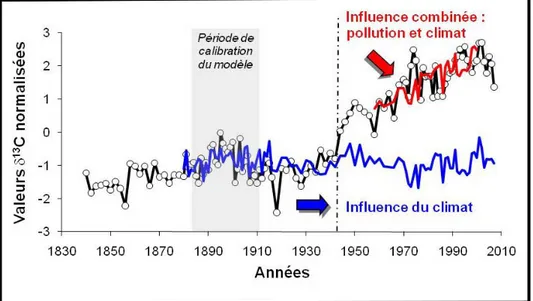 Figure 7 : Comparaison entre la série des valeurs δ 13 C d’épinettes rouges  de  la  réserve  écologique  de  Tantaré  (ligne  noire)  avec  les  valeurs  δ 13 C  modélisées à partir du climat (ligne bleue) et celles provenant de l’addition  des modèles cl