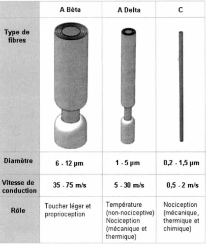 Figure 3  Les fibres nerveuses somatiques  Type  de  fibres  Diamètre  Vitesse  de  conduction  Rôle  A Bêta  6 - 121-1m 35  - 75  mis  Toucher léger et  proprioception   ----A Delta 1 -5 !Jm 5 - 30  m/s Température  (non-nociceptive)  1 Nociception (mécan