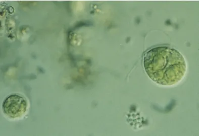 Figure 1 : Algues vertes unicellulaires