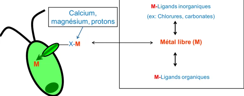 Figure 2 : Schéma conceptuel du modèle du ligand biotique (MLB) où le métal libre (M) peut se lier aux ligands  en solution ou à la surface de l’algue (au ligand biotique X) et ensuite être transporté à l’intérieur de la cellule.