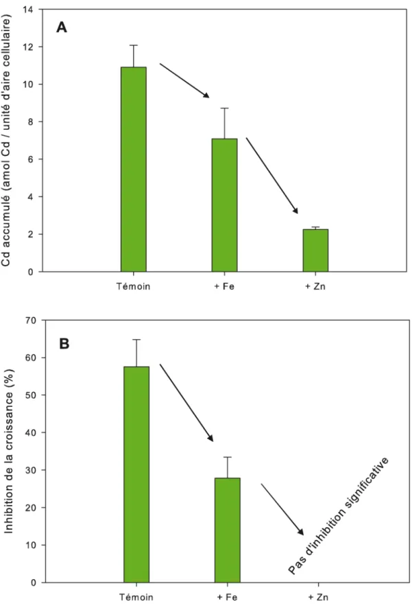 Figure  3  :  Accumulation  de  Cd  dans  les  cellules  de  Chlamydomonas  reinhardtii  (A) et inhibition de la croissance (% par rapport à un témoin sans Cd) (B) d’une  po-pulation  de  cette  algue  après  60  heures  de  croissance  dans  des  milieux 