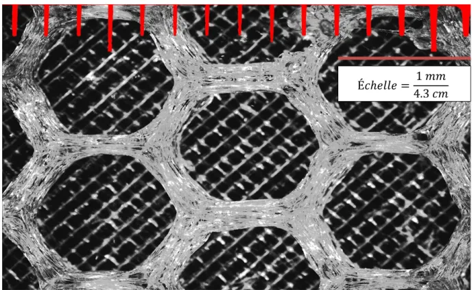 Figure 2.5. Micrographie optique d’une couche inférieure solide sur lequel un motif  hexagonal a été déposé avec une densité de 15% 