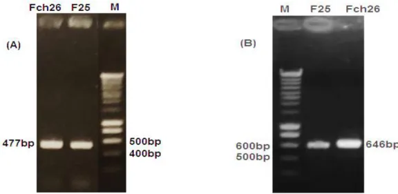 Figure 7.  Agarose gel image of PCR-amplified ITS1 (A) and EF1 (B) gene region of Fusarium isolates from  durum wheat