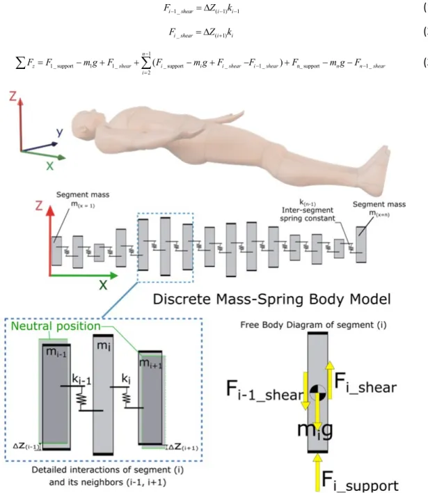 Figure 12. Modèle mass-ressort d’un corps humain couché et le diagramme de corps libre d’une masse 