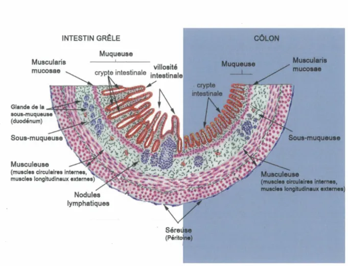 Figure 1. Structure de la paroi intestinale et colique 