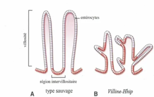 Figure 8. Les Hedgehogs régulent la formation des villosités chez la souris 