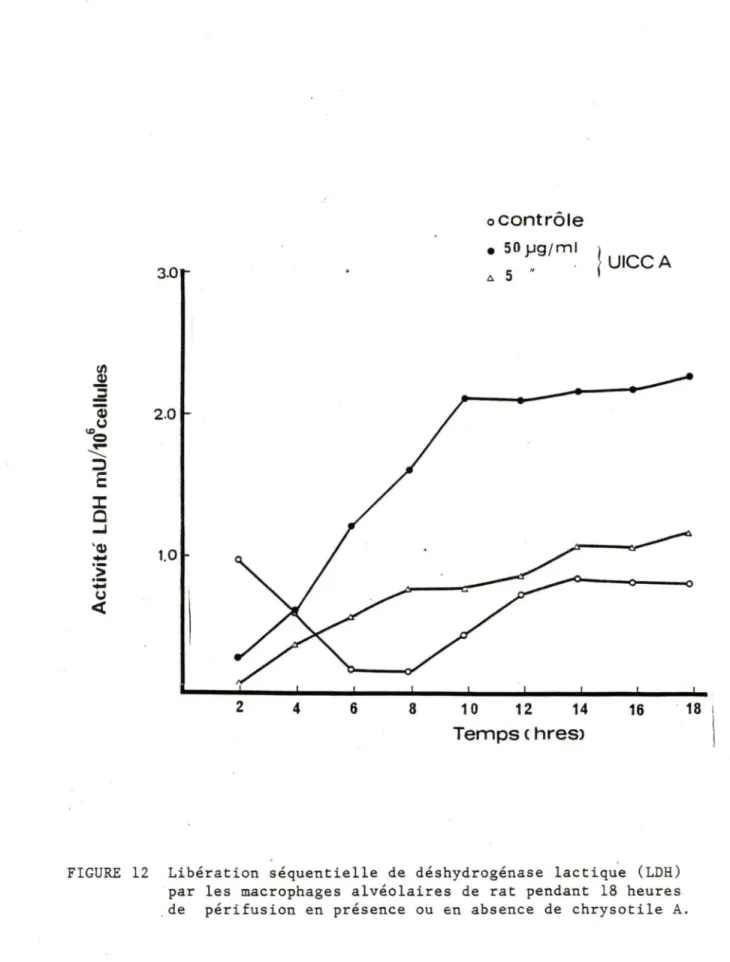 FIGURE  12  Libération  séquentielle  de  déshydrogénase  lactiqu&#34;e  (LDH)  par  les  macrophages  alvéolaires  de  rat  pendant  18  heures  de  péri fusion  en  présence  ou  en  absence  de  chrysotile  A