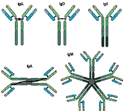 Fig. 3 Schematic of structures of various classes of antibodies (Bxcell, 2018)   