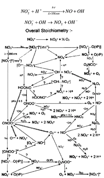Figure 6 : Reactions photochimiques primaires et subsequentes lors de la photolyse  du N0 3 &#34; en solution (27) 