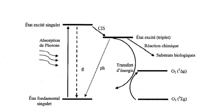 Figure 1.2  Mécanisme d'excitation du Ps par des photons en continu, fl = fluorescence, ph= 