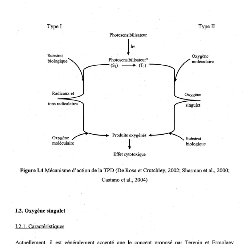 Figure 1.4  Mécanisme d'action de la TPD (De Rosa et Crutchley, 2002; Sharman et al., 2000; 