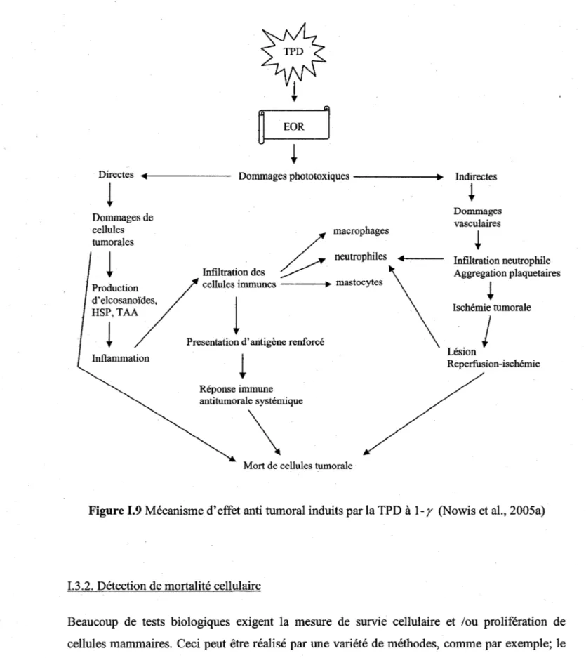 Figure 1.9  Mécanisme d'effet anti tumoral induits par la TPD  à  1-r (Nowis et al., 2005a) 
