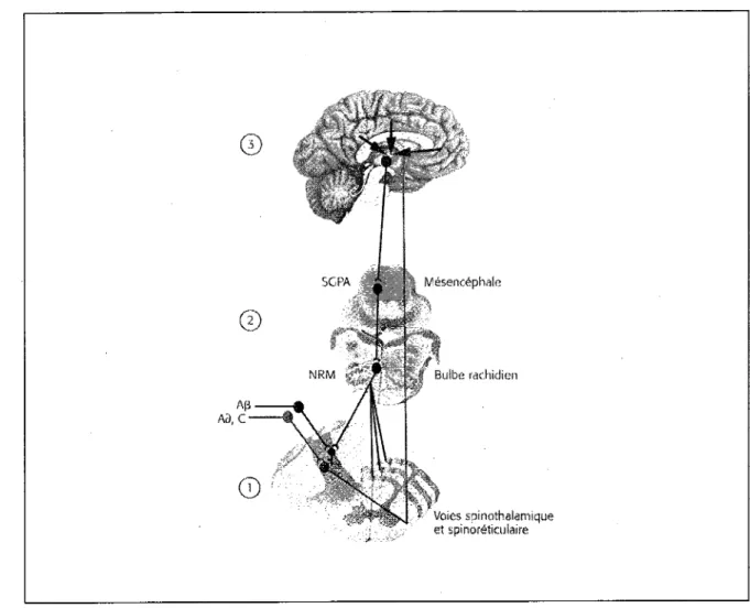 Figure 1. Système de modulation de la douleur (tiré de Marchand, 2009).