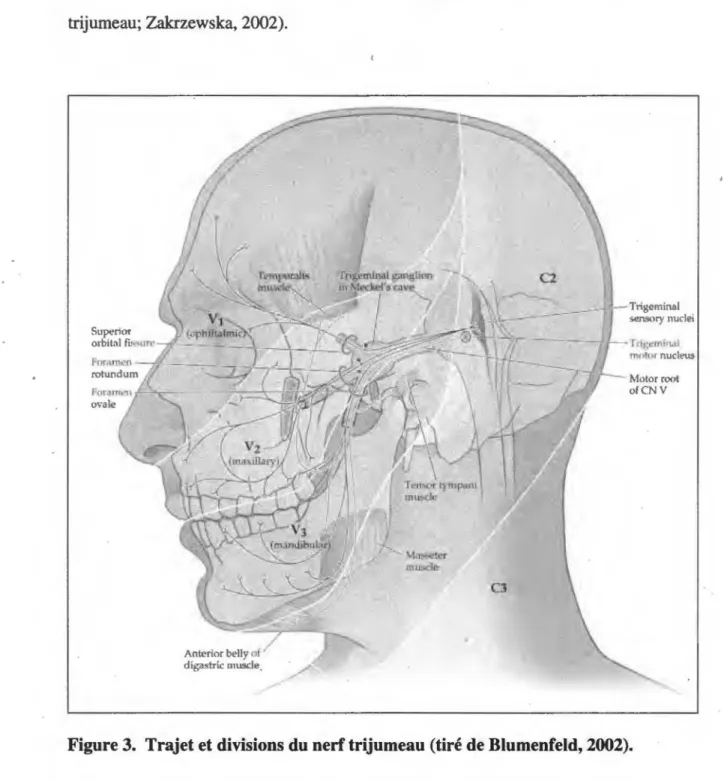 Figure 3.  Trajet et divisions du nerf trijumeau (tiré de Blumenfeld, 2002). 