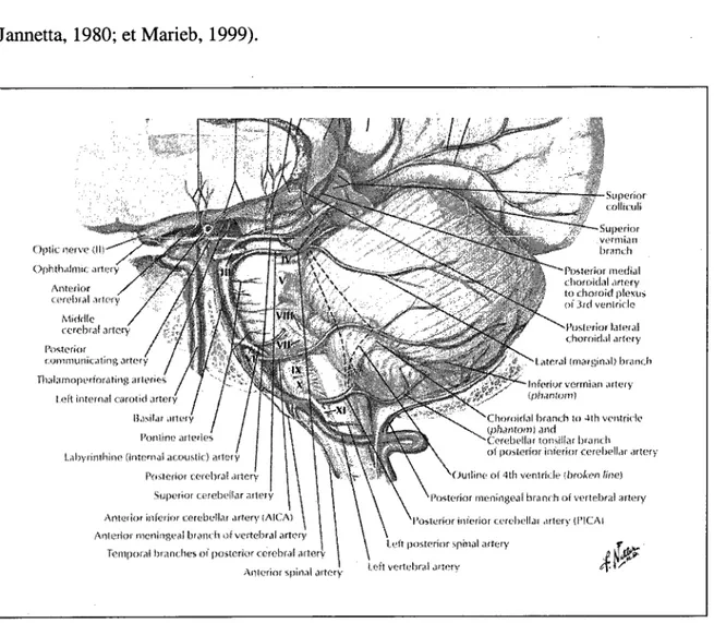 Figure 4. Anatomie et vascularisation du tronc cérébral (tiré de Netter, 2006).