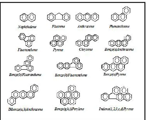 Figure 1.1 : Exemples de HAP présents dans la créosote 