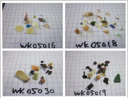 Figure 3.2 Photos de débris de plastique dans des puffins à bec grêle (grille de 5 mm sur 5 mm)  (tiré de : Tanaka et autres, 2013, p.220) 