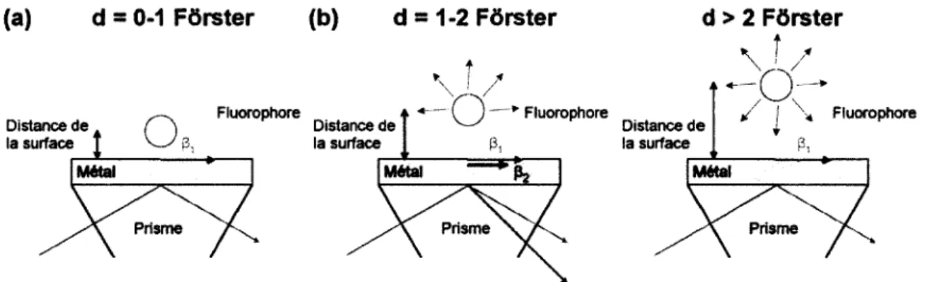 Figure 2.27  :  Excitation d ’un fluorophore émettant dans le rouge par le champ évanescent d’un  plasmon  de  surface  Pi  excité  avec  une  source  verte  en  fonction  de  la  distance  entre  le  fluorophore  et  le  métal,  (a)  d=0-l  distance  de  