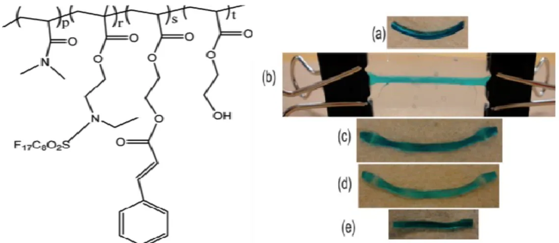 Figure  10.  Molecular  structure  of  the  quard-polymer  hydrogels  (left)  and  the  shape  memory  behavior of the hydrogel (right): (a) the original shape of the gel (length = 26.3 mm, width = 1.7  mm, thickness = 1.1 mm); (b) gel heated in 65 °C wate