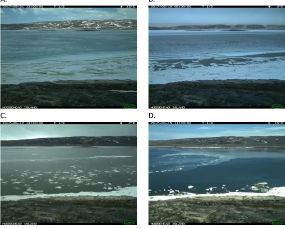 Figure 9 : Évolution de la fonte 2017 à la Baie Déception (A- 31 mai 2017, B- 10 juin 2017, C- 12 juin 2017, D- 15 juin  2017)