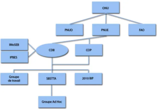 Figure 1.3  Principaux acteurs internationaux de la biodiversité 