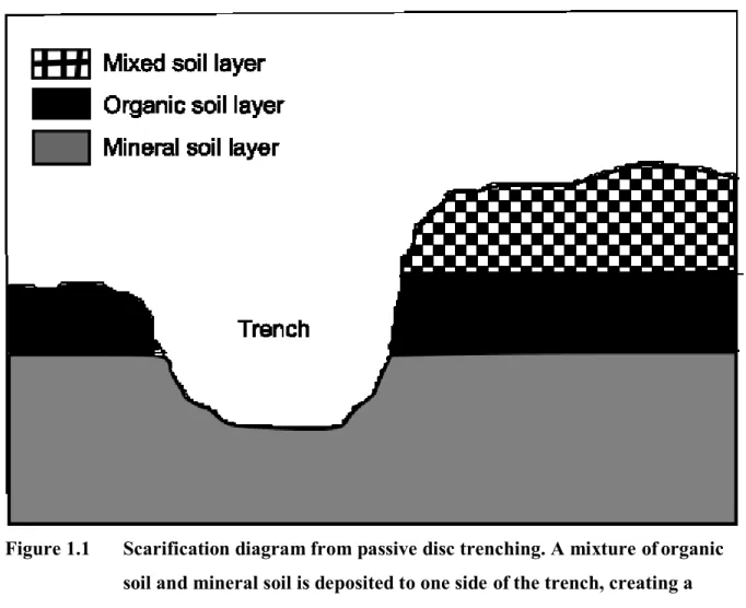 Figure 1.1  Scarification diagram from passive disc trenching. A mixture of organic  soil and mineral soil is deposited to one side of the trench, creating a  mixed soil layer overtop the organic soil layer