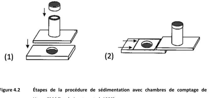 Figure 4.2  Étapes  de  la  procédure  de  sédimentation  avec  chambres  de  comptage  de  type  Utermöhl (d’après Lawton et al. 1999) 
