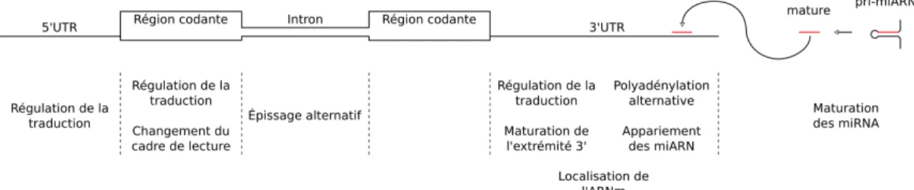 Figure 1.4 – Fonctions des G-quadruplexes. (Haut) Schématisation d’un ARNm mini- mini-mal, simplification de la maturation des micro ARN et de leur ciblage des ARNm
